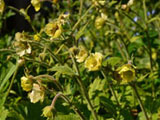 'Jolly Roger'